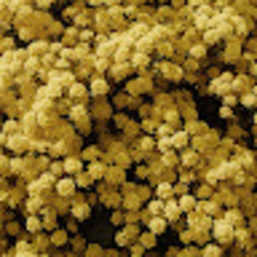 Meet your Posher, Nari